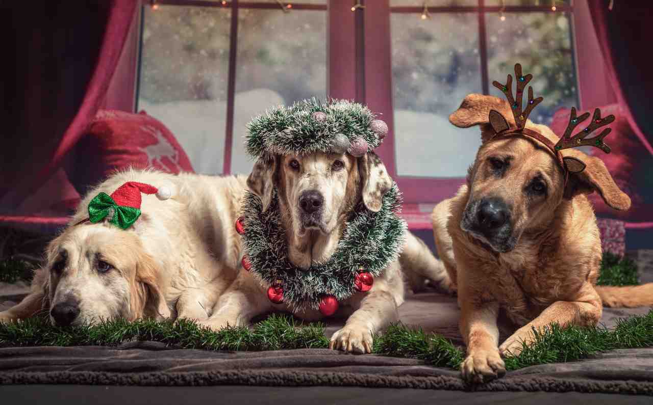 regalare cagnolino natale