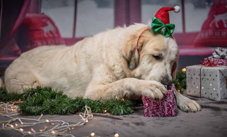 regalare cagnolino natale 