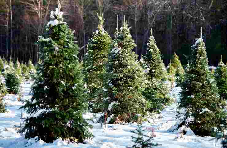 smontare albero natale