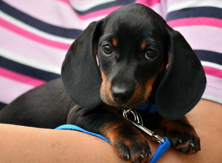 cagnolino graffia porte 