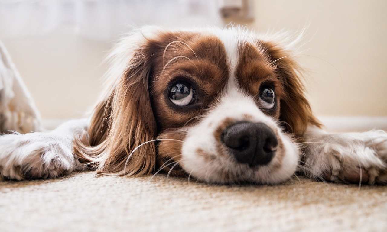 cane pipì divano