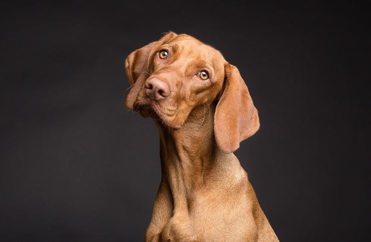 cagnolino graffia porte