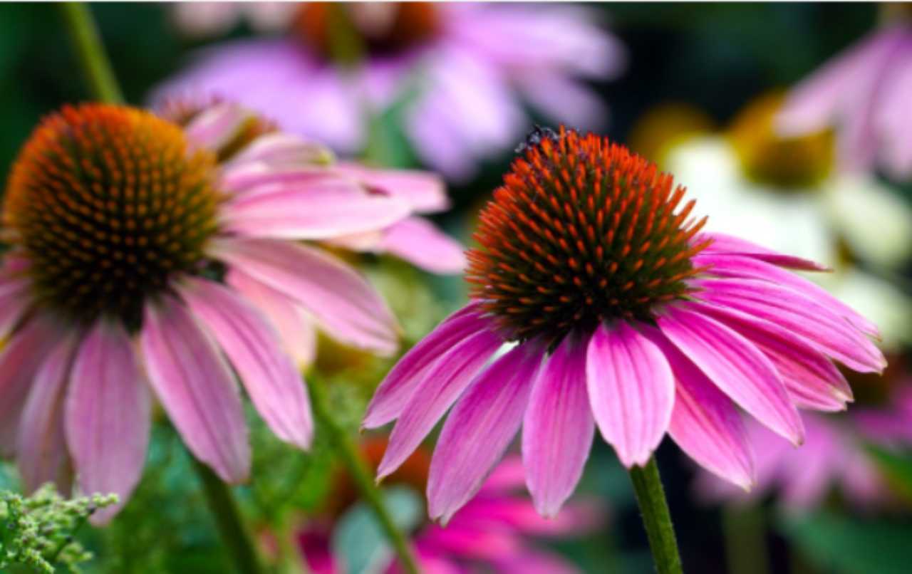 Echinacea e benessere