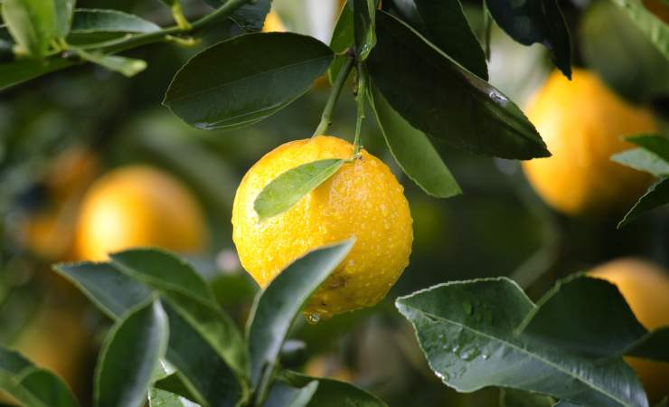 conservare i limoni