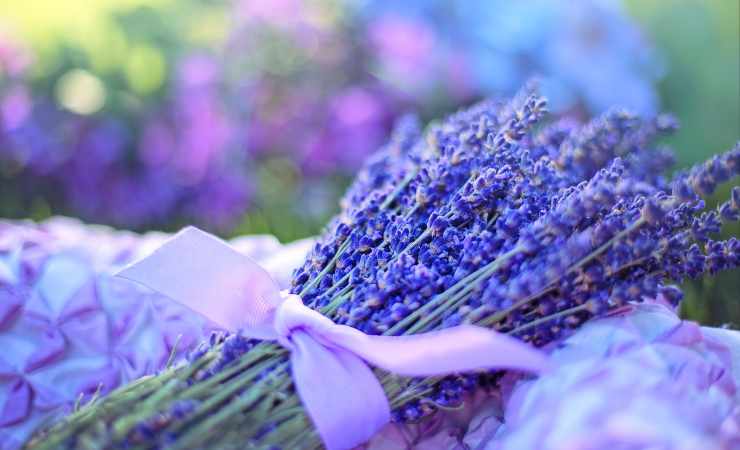 olio di lavanda