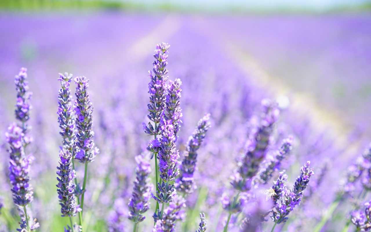 olio di lavanda