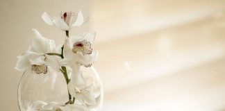 lucidare foglie orchidee