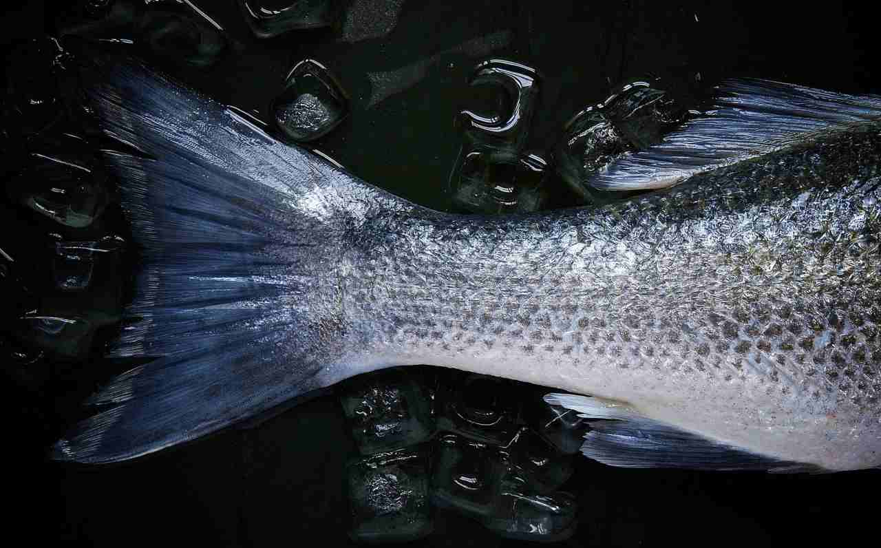 tortino di pesce