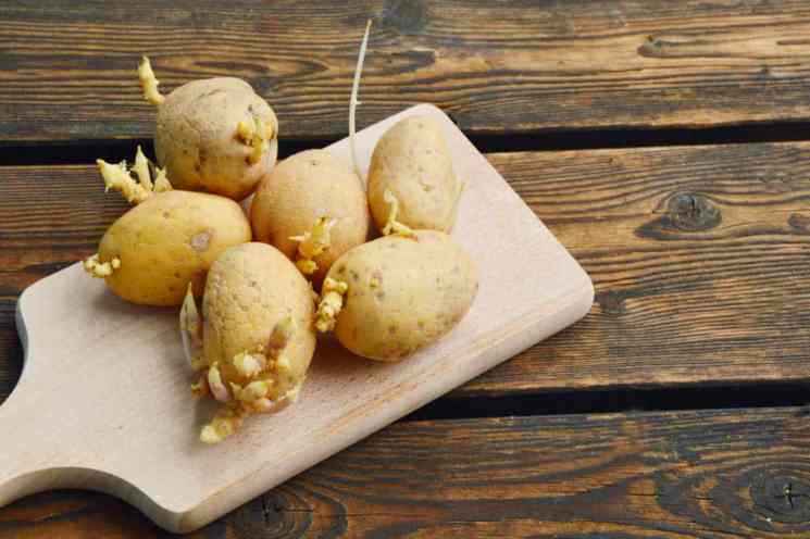 Patate germogliate: il rimedio della nonna è semplicissimo!