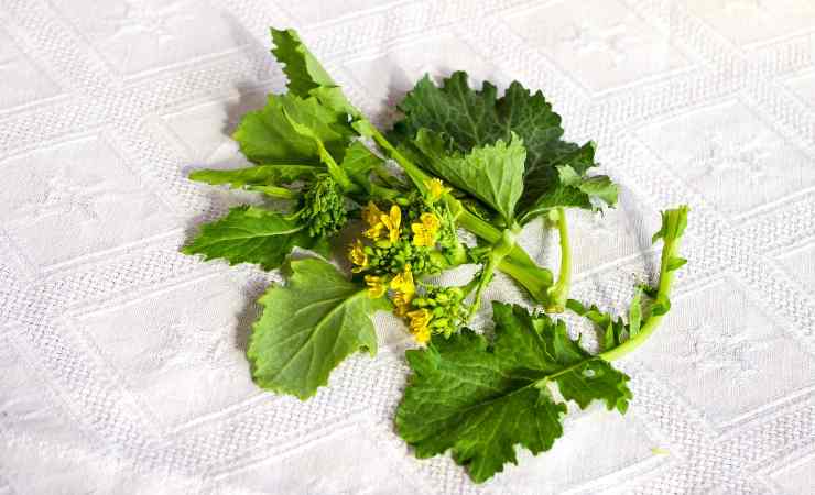 cime di rapa fresche