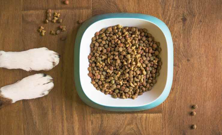 biscotti per cani fatti in casa