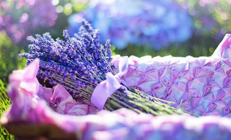 mazzetto di lavanda