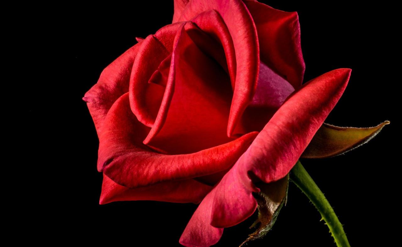 rosa san valentino significato