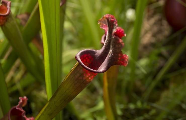 piante carnivore importanza