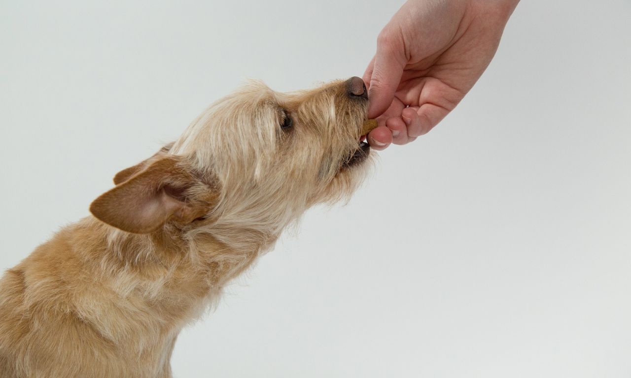 biscotti cani ricetta