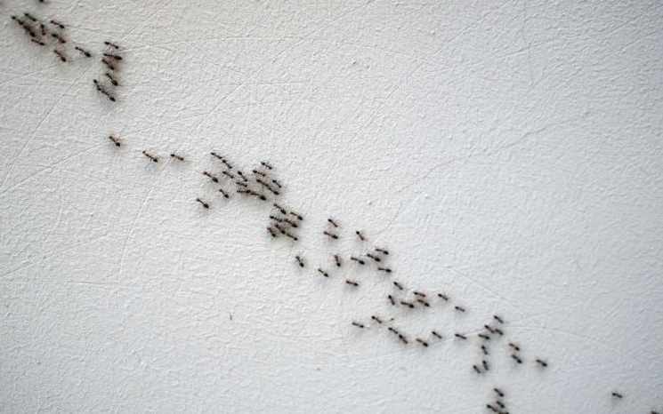 Formiche in casa 