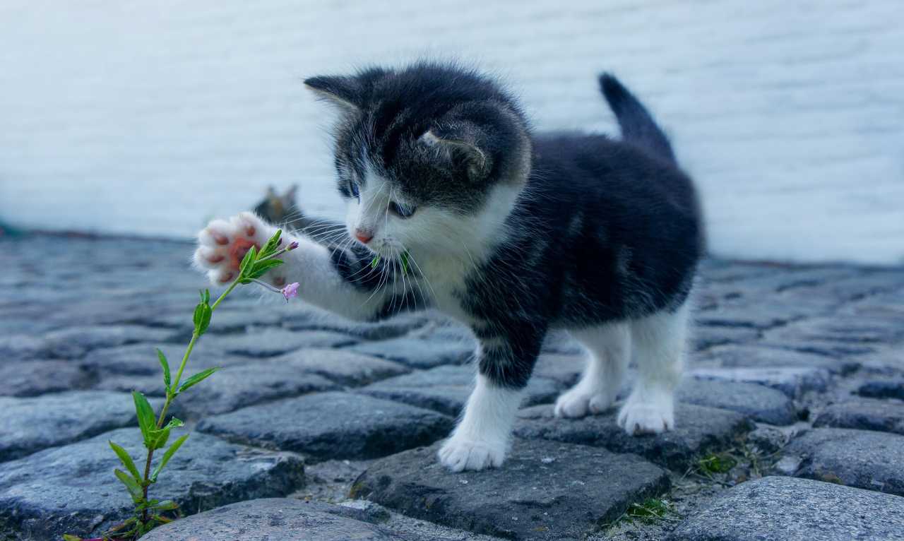 gatto distrugge vasi