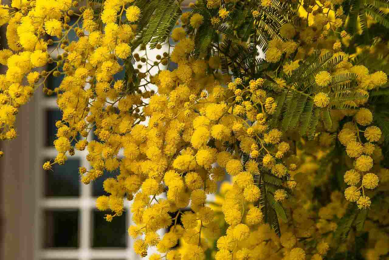 Fiori Festa della donna