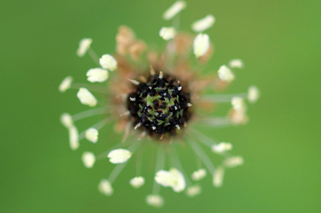 pianta proprietà benefiche