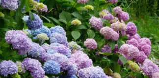 coltivare ortensie