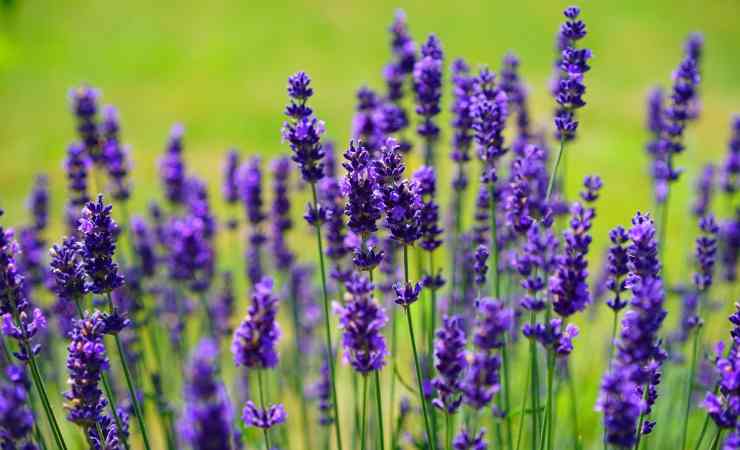 piantare lavanda