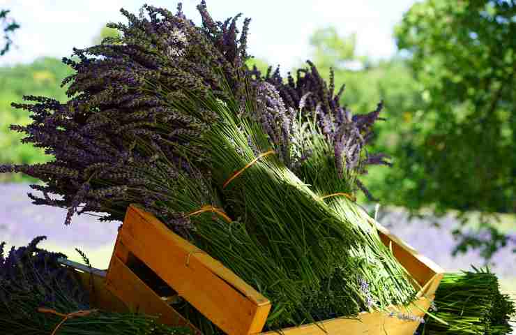 piantare lavanda