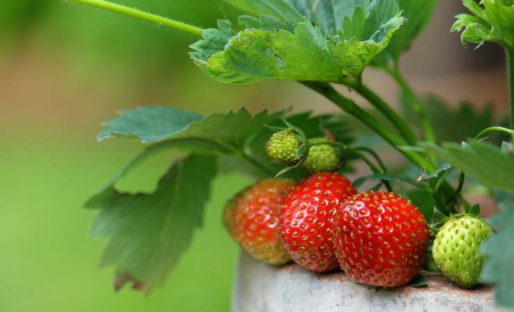 coltivare fragole vaso