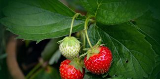 coltivare fragole vaso