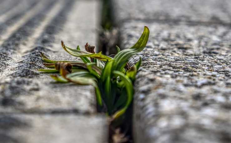 erbacce tra le fughe delle mattonelle 