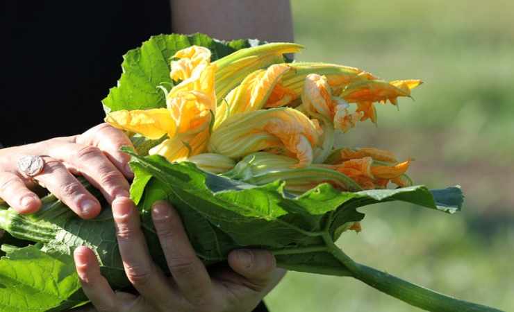 fiori di zucca fritti