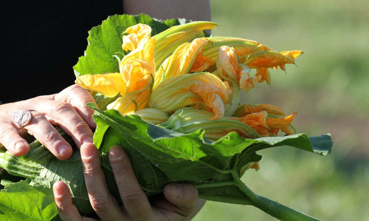 fiori zucca farciti