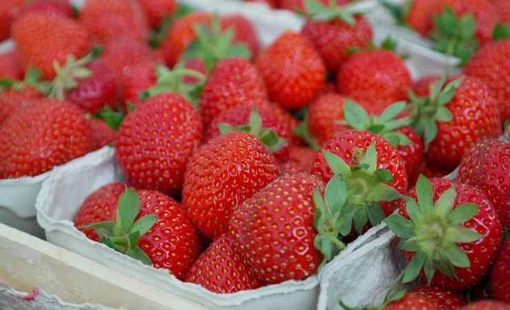 fragole fresche