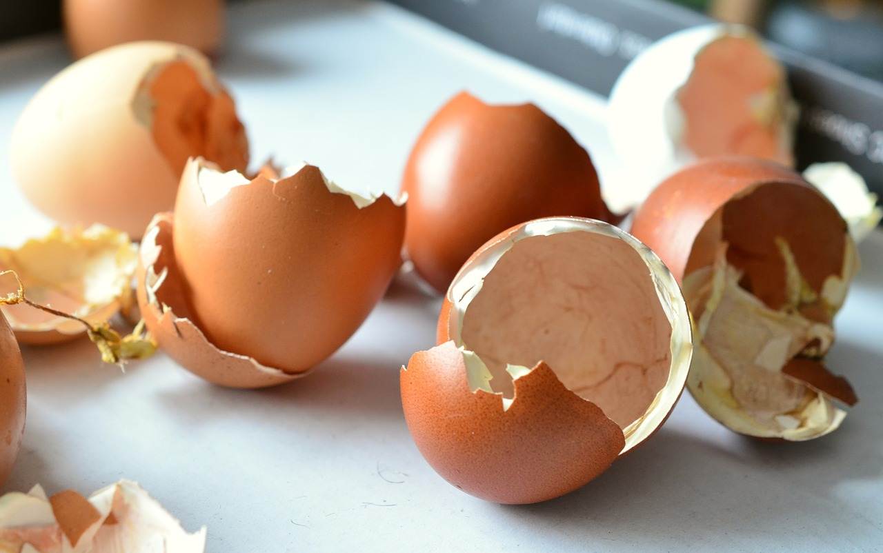 riciclare gusci uova