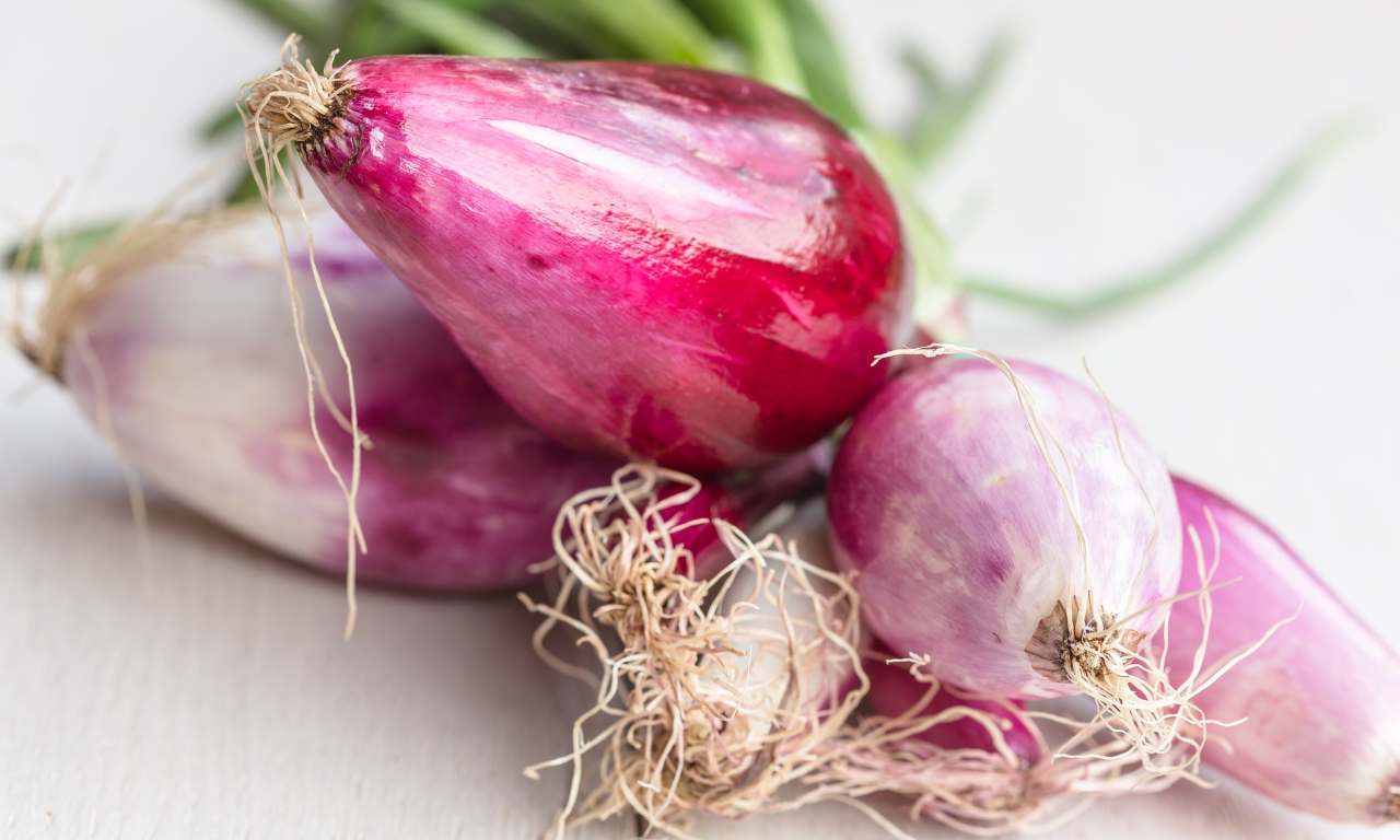 conserva cipolle