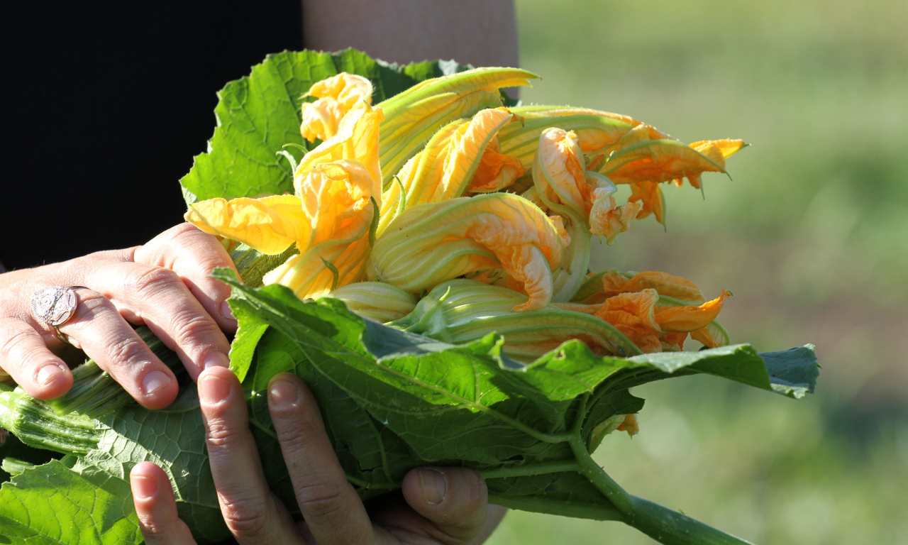 fiori zucca leggerissimi