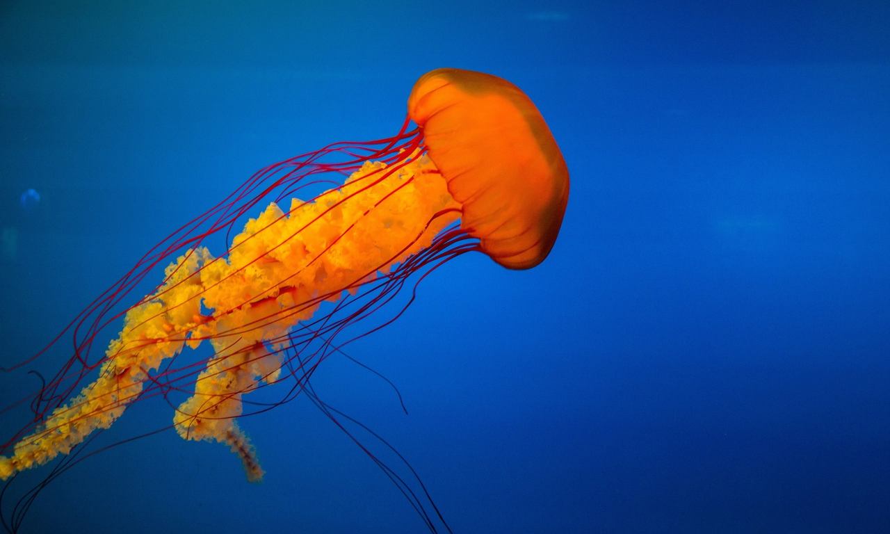 morso di medusa