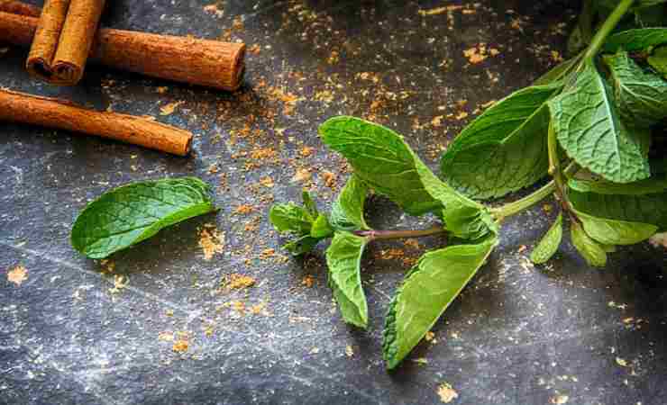 biscotti alla menta