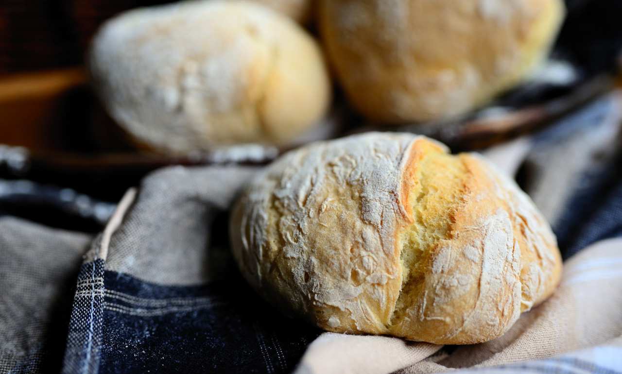 paninetti della tartaruga