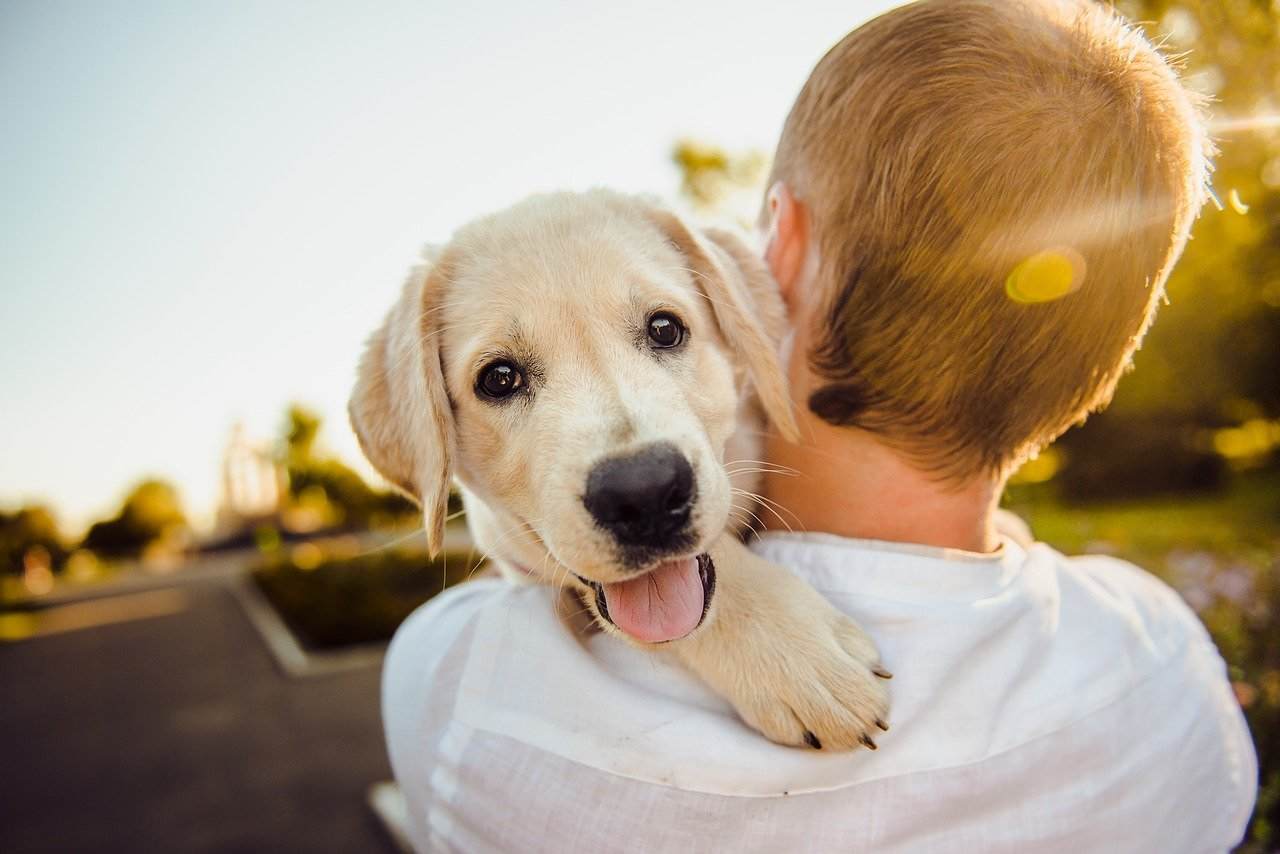 in vacanza con il cane