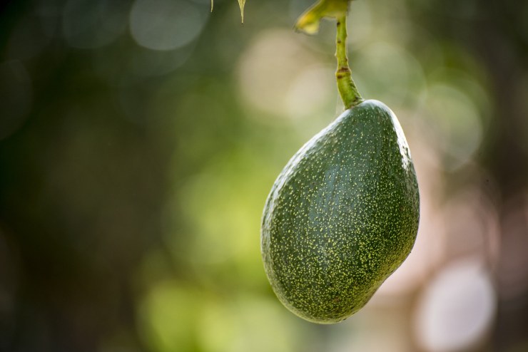 Coltiva l'avocado