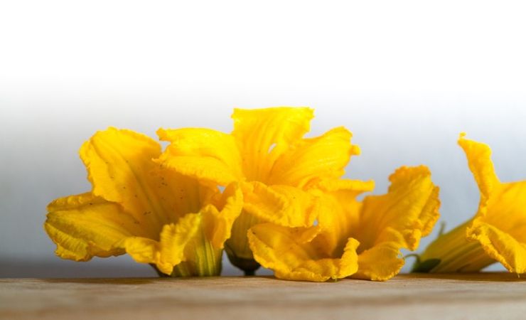 conservare fiori di zucca