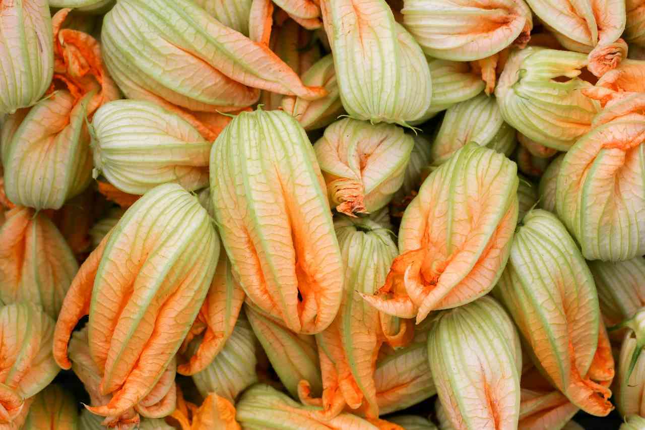 fiori di zucca ripieni