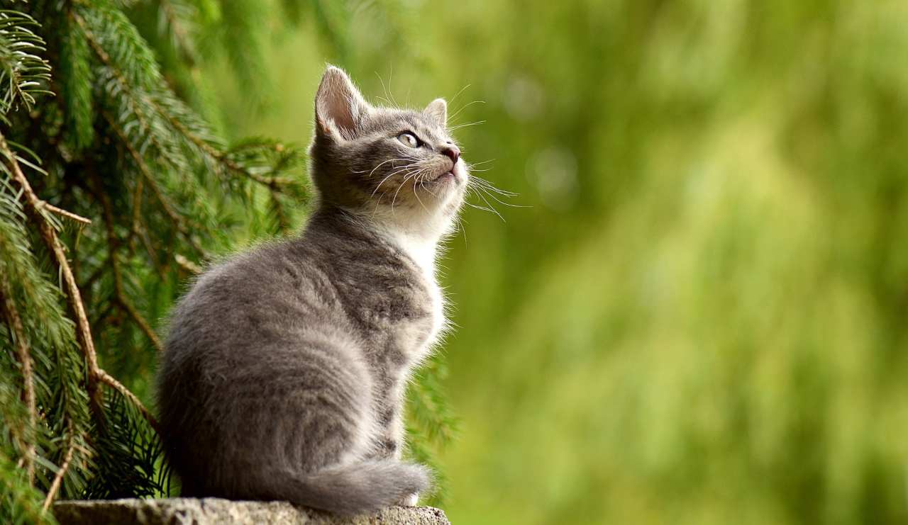 rasare gatto estate