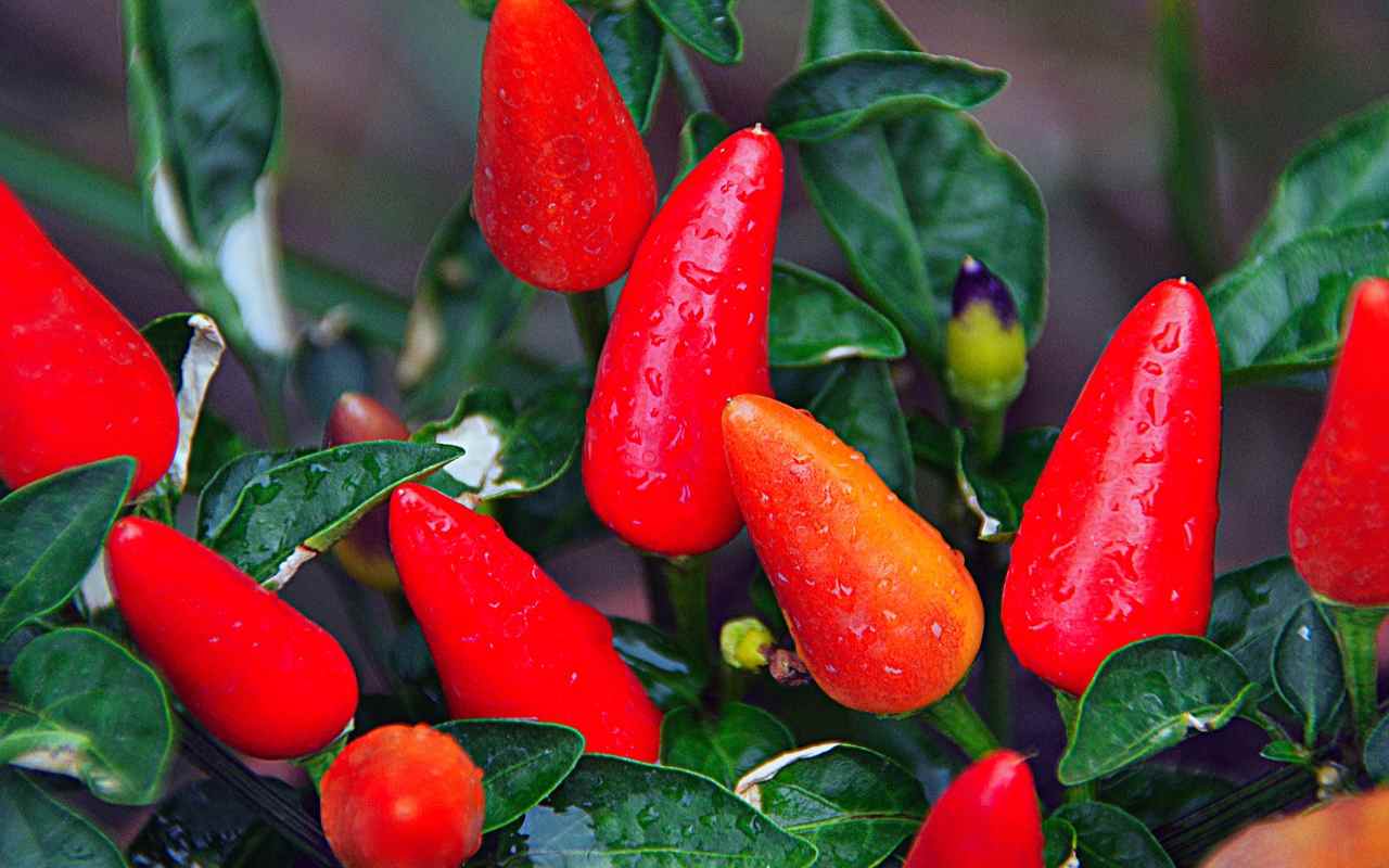 peperoncini