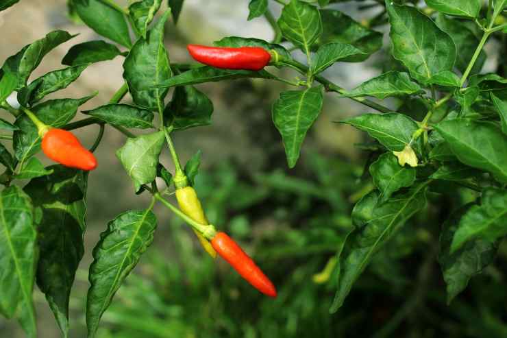 peperoncino