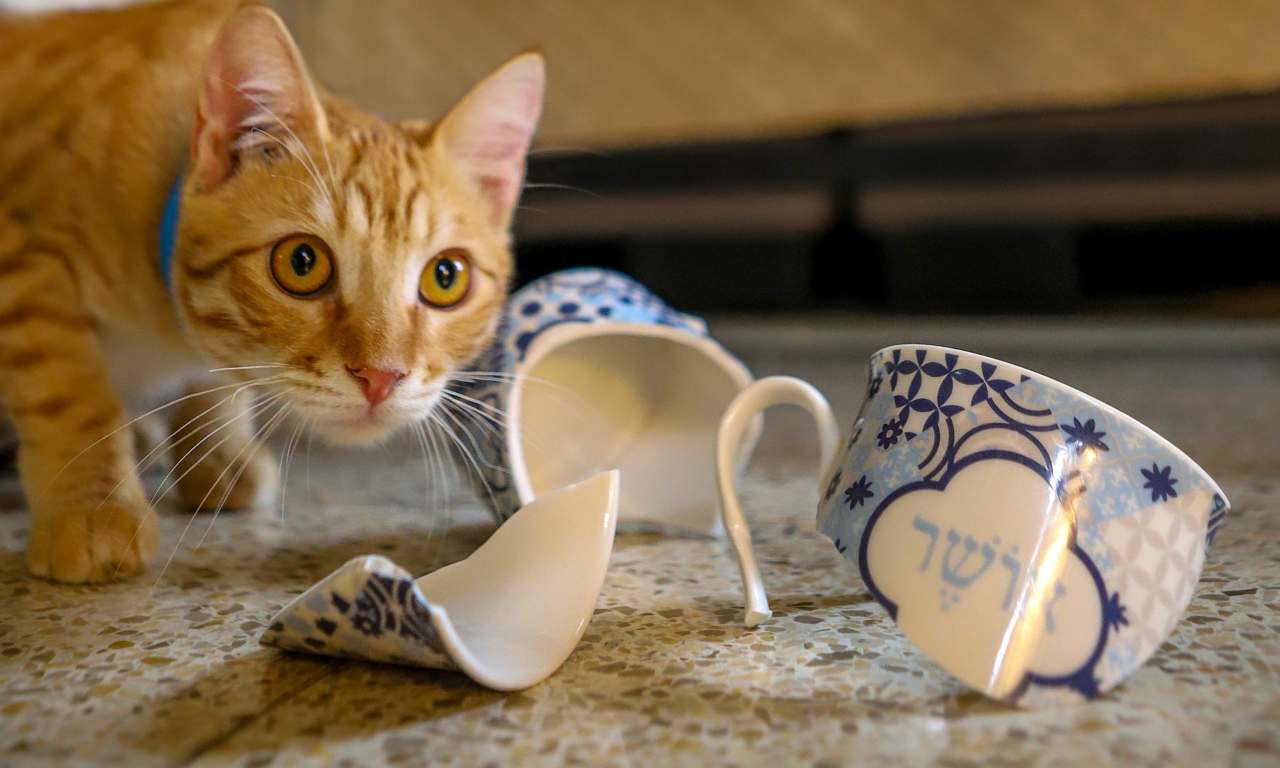tazza rotta