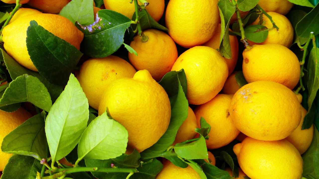 foglie limone