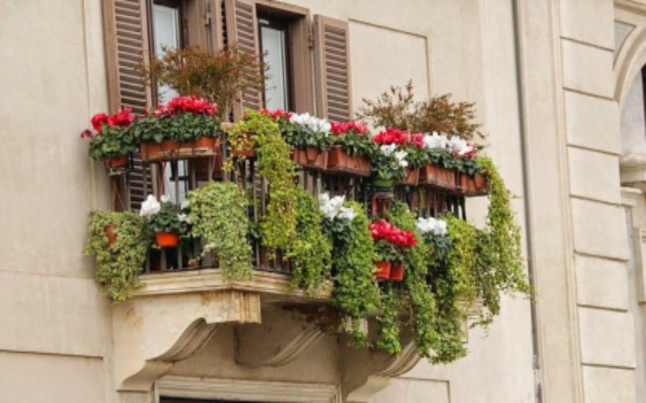 pianta balcone