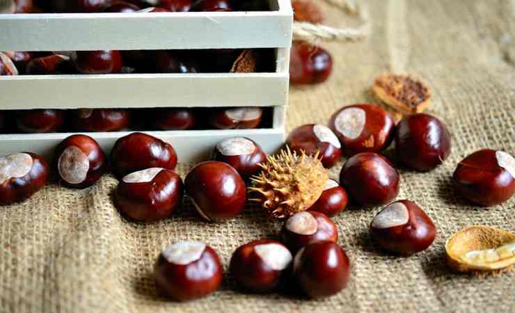 conservare castagne