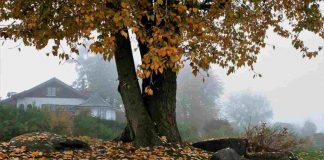 foglie secche